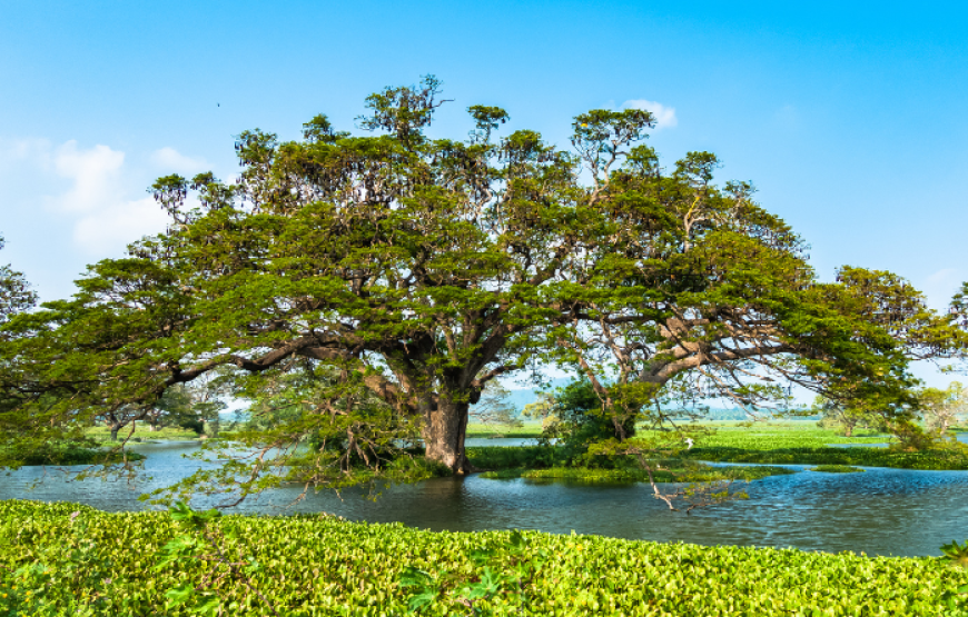 Highlights of Sri Lanka 14 Days