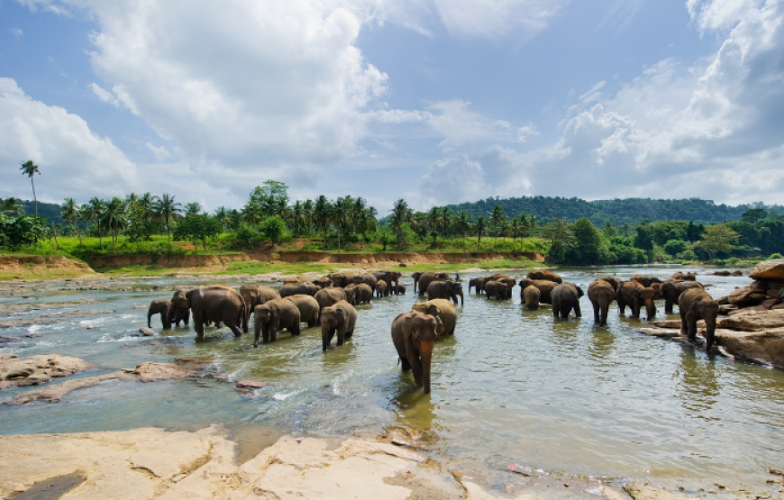 Highlights of Sri Lanka 14 Days